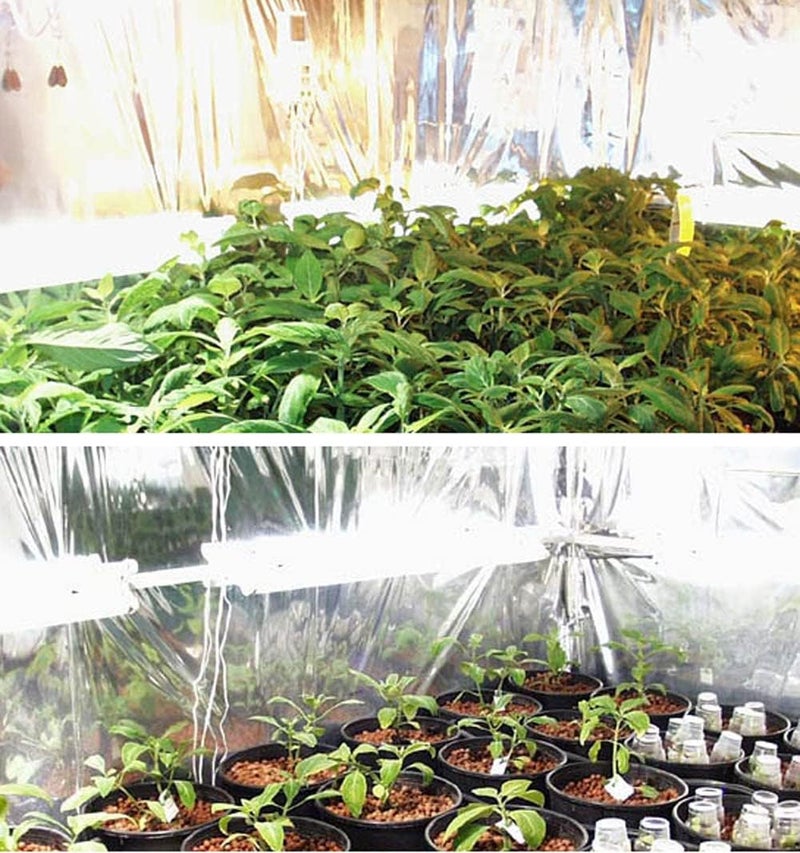 HORTIPOTS ورق مرآة مائل هيدروبونيك عاكس بسمك 2 مل لعكس ضوء النمو لغرفة الحديقة الداخلية 150 قدم لفافة - Image 3